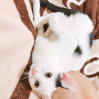 肩乗り！フレンドリー甘えん坊。白黒男子