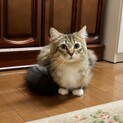ノルウェージャンフォレストキャット2才雄　温厚