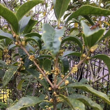 まもなくかな？開花…銀太花(^o^)丿