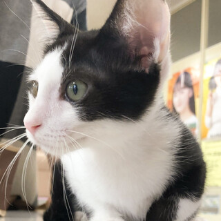 募集停止　人懐っこい綺麗な白黒ハチワレ男子