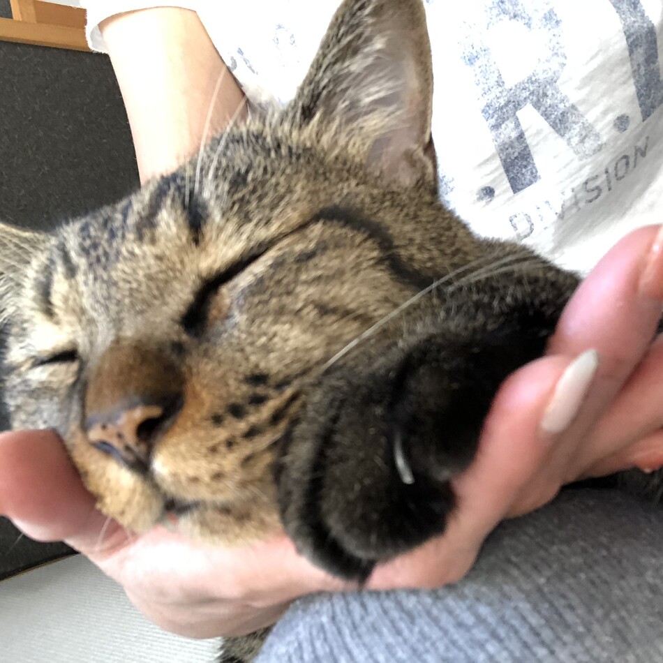 かげとらのカバー写真