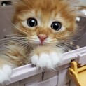 ジミーくん、里親さま決定しました