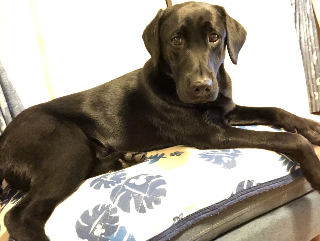 黒ラブ1歳 愛知県 犬の里親募集 ペットのおうち 月間利用者150万人