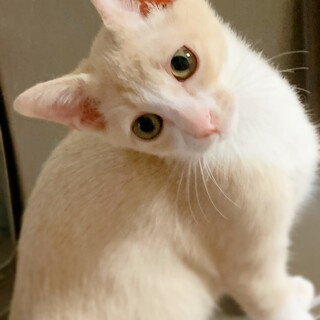 珍しいミルクティ色の毛色です