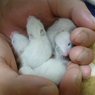 キンクマベビー(R2.9.11産まれ)