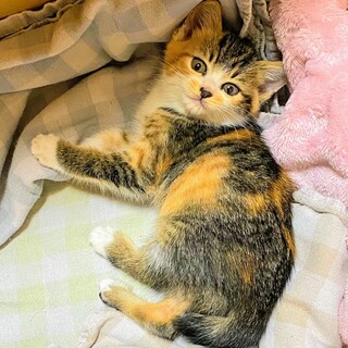 可愛い三毛の女の子♪生後1ヶ月半くらい