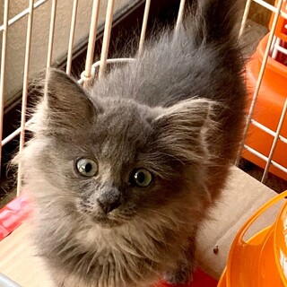 cat-W971　ロシアンブルーの毛色♪