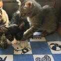 子猫の里親さん募集中です