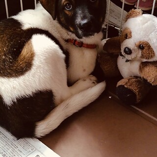 3ヶ月の子犬