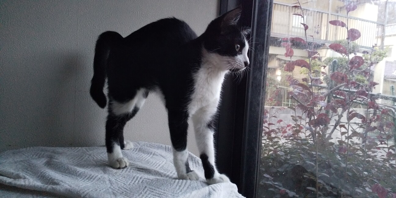 甘えん坊のダン君 サムネイル2