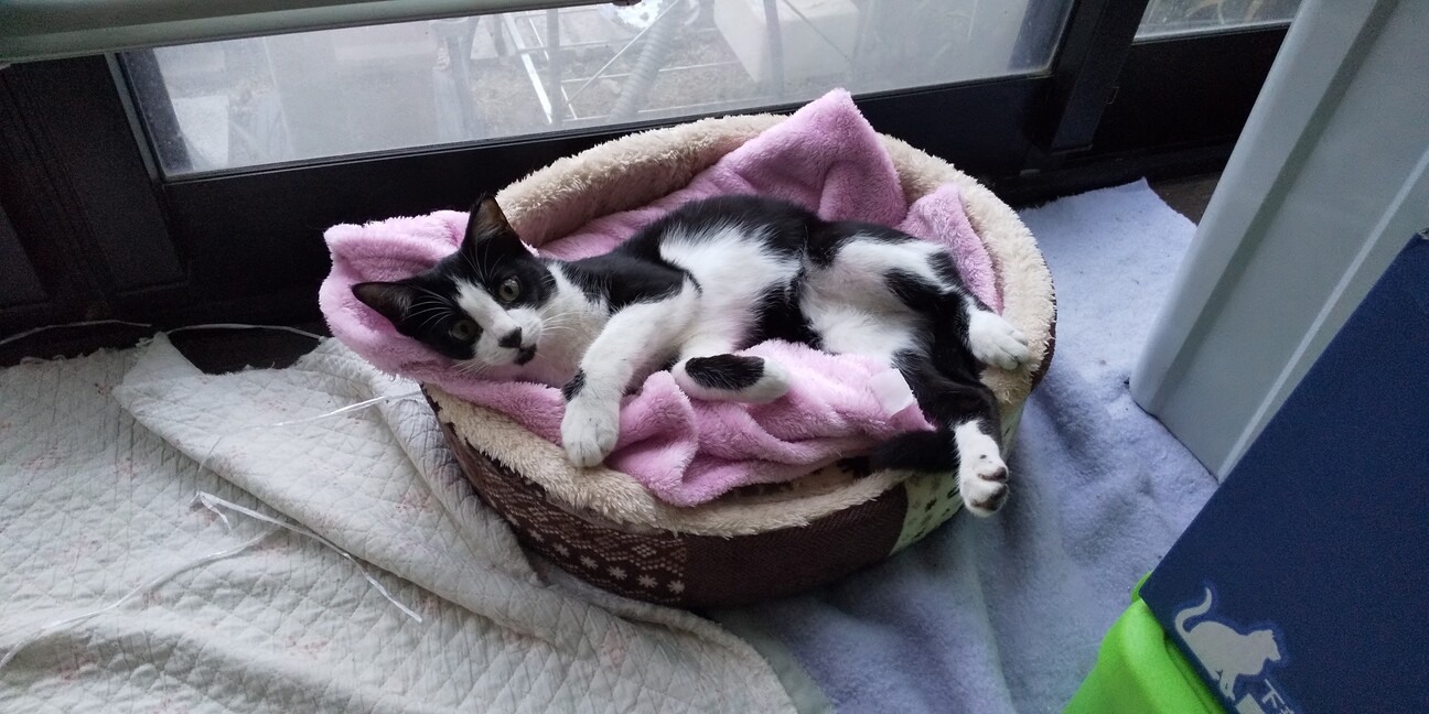 甘えん坊のダン君 広島県 猫の里親募集 ペットのおうち 月間利用者150万人