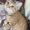 マロン