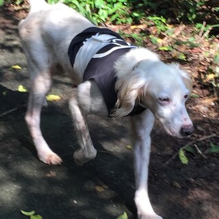 優しくて甘えっ子のファルコン君