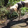 優しくて甘えっ子のファルコン君 サムネイル2