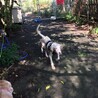 優しくて甘えっ子のファルコン君 サムネイル3