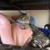 キジトラ♂の猫の里親探してます サムネイル2
