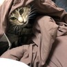 キジトラ♂の猫の里親探してます サムネイル3