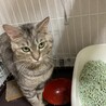 キジトラ♂の猫の里親探してます サムネイル4