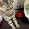 キジトラ♂の猫の里親探してます サムネイル5