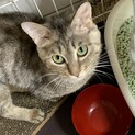 キジトラ♂の猫の里親探してます