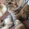 キジトラ♂の猫の里親探してます サムネイル6
