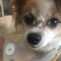 甘えんぼのパピヨン、ルネ君