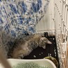 キジトラ♂の猫の里親探してます サムネイル7