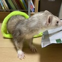 元気なフェレット♀です