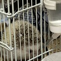 ハリネズミ♂パイドくん