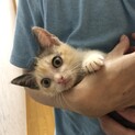可愛い三毛猫　2ヶ月
