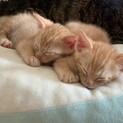 虎猫の2匹募集します。