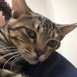 優しい里親さんお待ちしています
