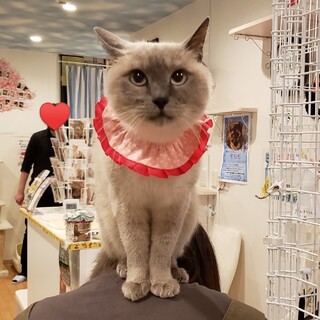 まるまる♡モコちゃん（10歳）