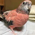ありがとうございました。