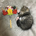 キジトラの子猫「福ちゃん！」