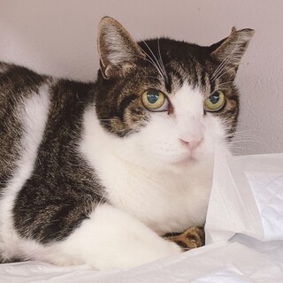 獣医大から保護。FIVキャリアのキジ白くん。