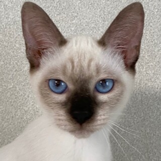 青い瞳！美人猫！甘えん坊！