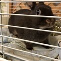 うさぎネザーランドドワーフ　チョコ色　里親募集