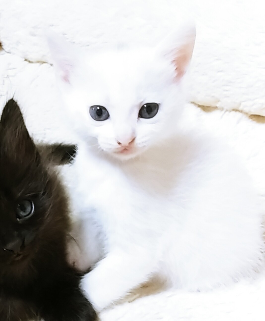 くりくりお目々の白猫ちゃん 秋田県 猫の里親募集 ペットのおうち 月間利用者150万人