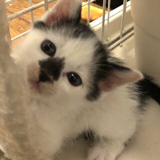 人馴れ抜群のかい君！生後3ヶ月半　募集中