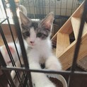 ３兄妹の甘えん坊ルーシーちゃん