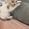 パパ今日からお世話になります。はなです。