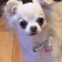 おとなしくビビリなチワワ♀ふわわちゃん