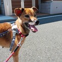 苦労してきた子です。家族に迎えてください。