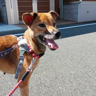 苦労してきた子です。家族に迎えてください。