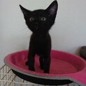 抱っこ好きな黒猫クロちゃん