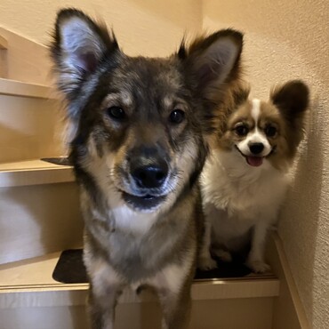 ピースとルーキー