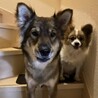 ピースとルーキー