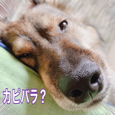 カピバラみたい