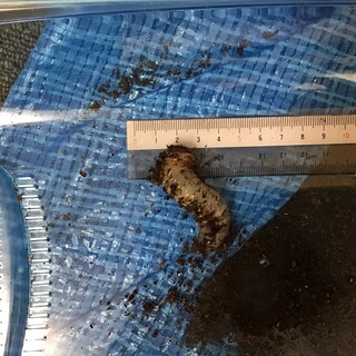 国産カブトムシの幼虫